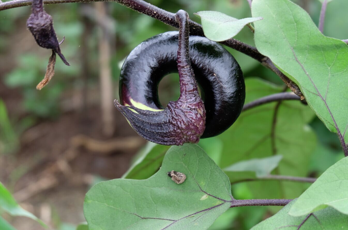 美狮贵宾会